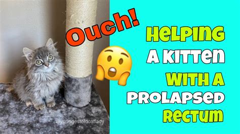 Helping A Kitten With A Prolapsed Rectum Youtube