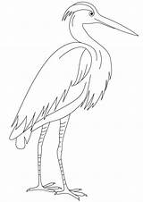 Egret sketch template