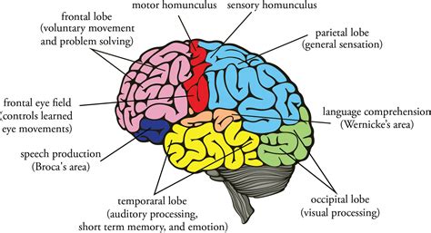 functional areas   cerebral cortex brain world vrogueco