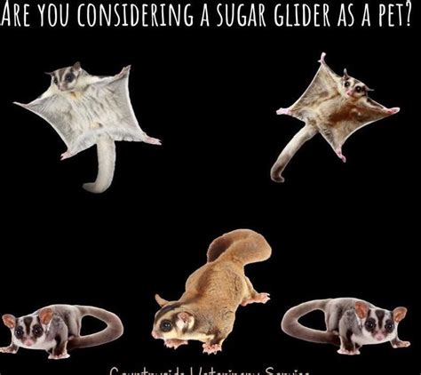 sugar gliders  pets