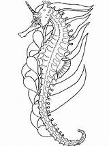 Coloring Pages Adult Seahorse Comments sketch template
