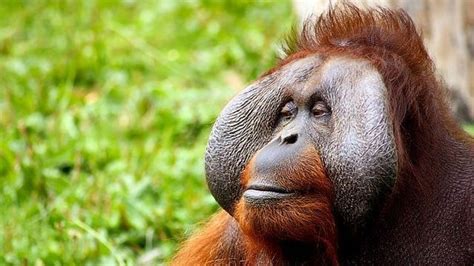 orangutan connected   extinct giant ape technology networks