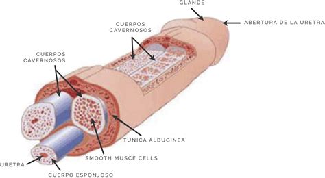 Unidad Didáctica 1 Anatomía Y Fisiología Del Sistema Reproductor