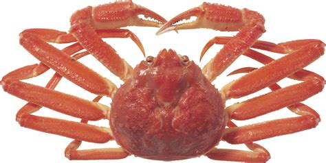 crab png