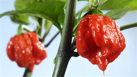man in hospital after eating world s hottest chilli bbc news