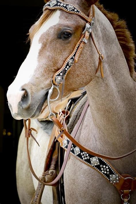 beautiful tack images  pinterest horse bridle horses  beautiful horses