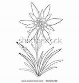 Alps Coloring Mountain Designlooter Alpinum Leontopodium Isolated Edelweiss Outline Leaves Symbol Flower Vector Background sketch template