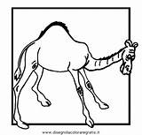 Cammelli Cammello Animali Camellos Paginas sketch template