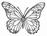 Kupu Mewarnai Template Blank Butterflies Monarch Kunjungi Getcolorings sketch template