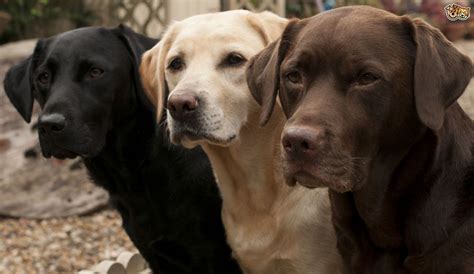labrador retriever dog breed information buying advice