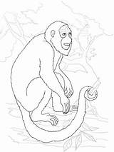Monkey Howler Coloring Pages Drawing Printable Supercoloring Sheet Onlinecoloringpages sketch template