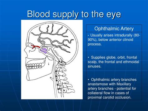 blood supply   eye powerpoint  id