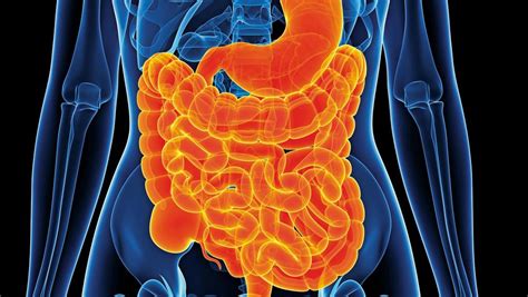 gut transit time   big indicator   digestive health daily telegraph