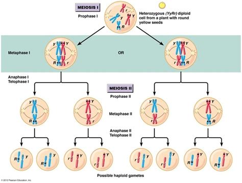 how is genetic diversity increased by meiosis quora