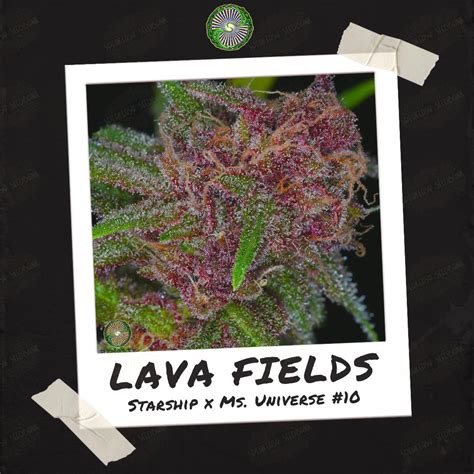 Lava Fields Strain Seeds 🌋 • A Magenta Filled Terpene Volcano