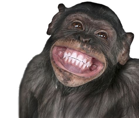 monkey smiling meme