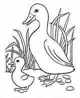 Ducks Coloring Little Pages Five Colouring Duck sketch template