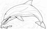 Dolphin Getdrawings sketch template