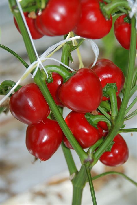 cherry red tp femix seeds