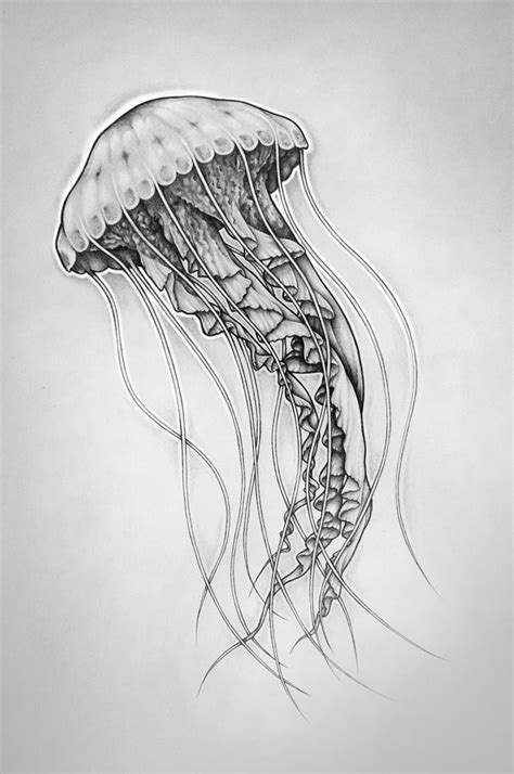 jellyfish drawing images jellyfish drawing jellyfish painting