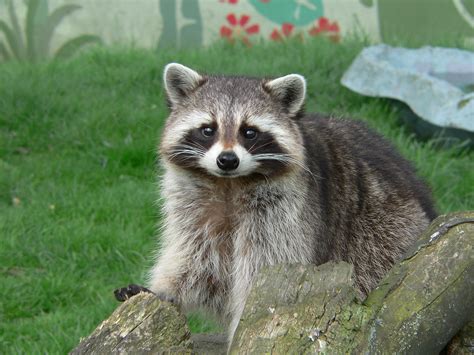 raccoon cute pose posing raccoon  shepreth neil mcintosh flickr