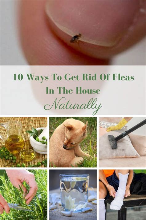 10 ways to get rid of fleas in the house naturally flea in house