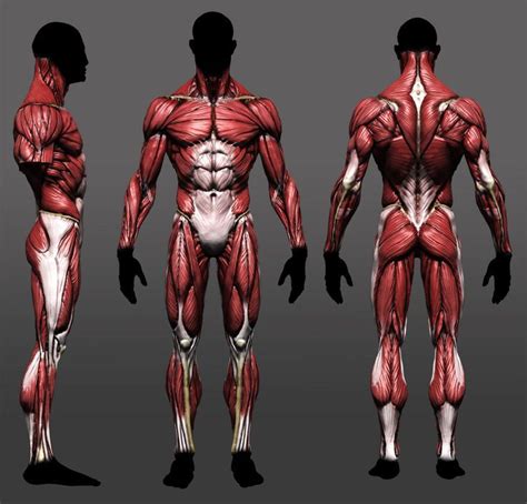 image result  stylized muscle study anatomy reference anatomy