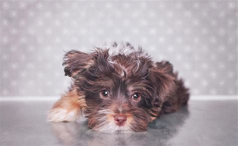 cute brown puppy photograph  calina bell fine art america