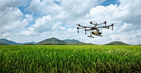field crop scouting  drones imagery intellias