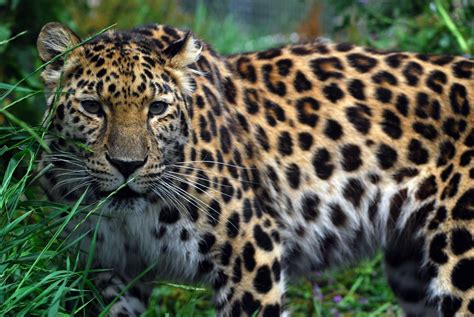 amur leopard amur leopards photo  fanpop