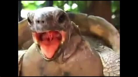 turtles having sex 8d audio youtube