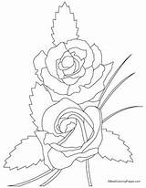 Coloring Pages Amber Rosaceae Kids Flush Rose Designlooter Choose Board sketch template
