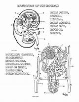 Urinary Worksheet System Kidney Activity Coloring Intro Nephron Renal Questions Doc Excel Db Studylib sketch template