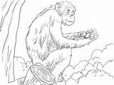 Chimpanzee Coloring Pages K5 Worksheets sketch template