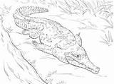 Coloring Crocodile Orinoco Caiman Pages Nile Drawing Crocodiles Printable Version Click Designlooter Croc Getdrawings Color Drawings 360px 7kb Categories Realistic sketch template