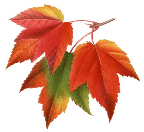 maple leave clipart