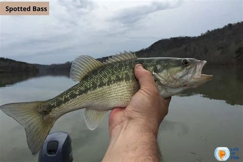 Largemouth Vs Spotted Bass 10 Debatable Facts About Them