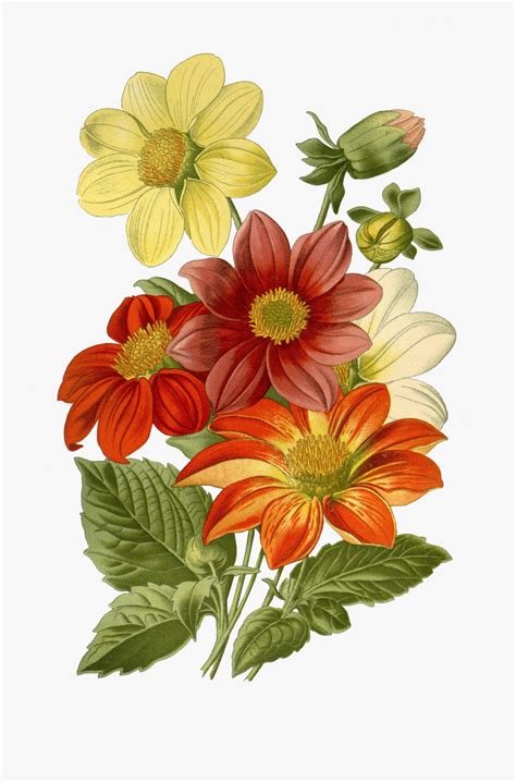botanical prints clip art   cliparts  images
