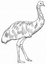 Emu Coloring Pages Australian Animals Feathered Soft Template Outback Kids School Birds Printable Sunday Bestcoloringpages Australia Line Templates Color Print sketch template