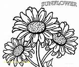 Coloring Pages Sunflower Adults Printable Getcolorings sketch template