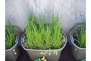 grow rice indoors garden hydroponic gardening hydroponic