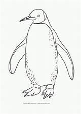 Penguin Pingouin Pinguin Imprimer Emperor Kleurplaten Tekenen Dieren Manchot Boyama Penguen Adelie Dessins Penguins Leer Quoet Schilderijen Ilosofia Sayfalari Pokemon sketch template