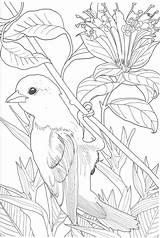 Extraordinaires Jardins Coloring Bird Pages Hachette Choose Board Coloriage Enregistrée Depuis Uploaded User sketch template