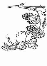 Vine Coloring Grape Grapevine Pages Edupics Designlooter Printable Drawings 53kb 750px sketch template