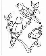 Oiseaux Oiseau Dessins Branche Colorier Vole Perchés sketch template