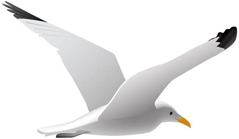 gulls bird clip art seagull png clip art image png    transparent