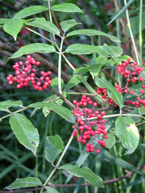 red berry shrubs    lot   red berry tree flickr