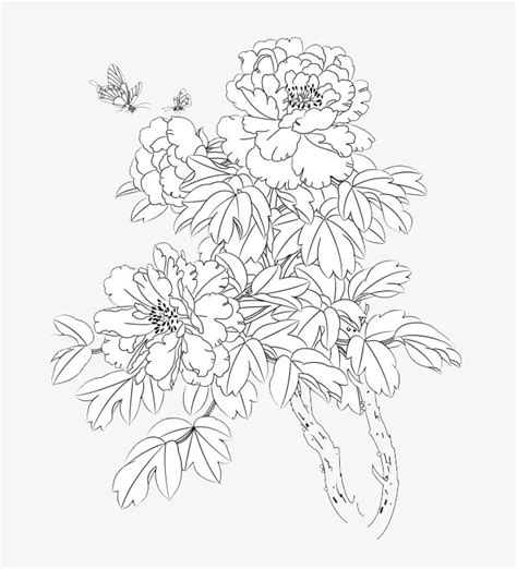 peony coloring pages    print