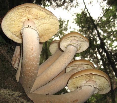 humongous fungus  largest living   earth owlcation