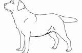 Lab Coloring Pages Dog Labrador Printable Getdrawings Line Color Getcolorings Template sketch template